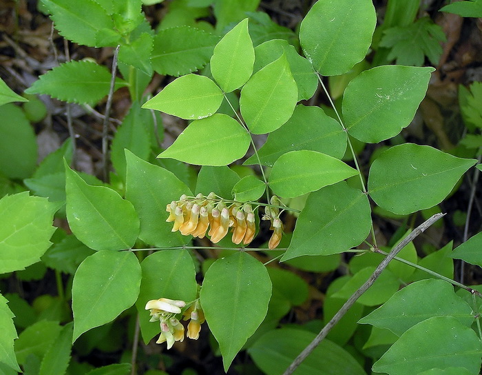 Изображение особи Vicia subrotunda.