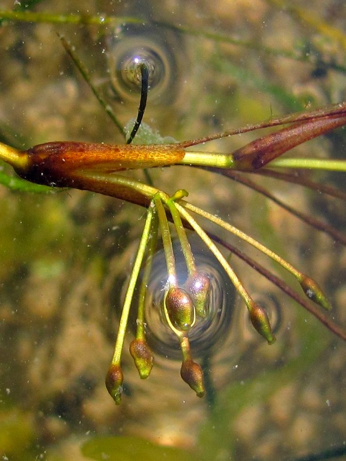 Image of Ruppia maritima specimen.