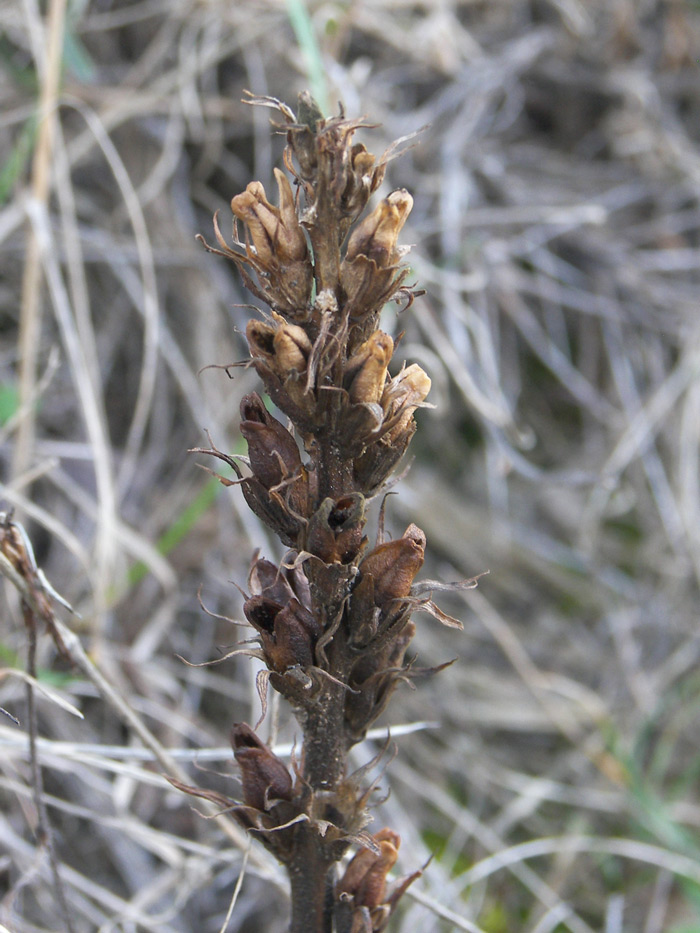 Изображение особи семейство Scrophulariaceae.