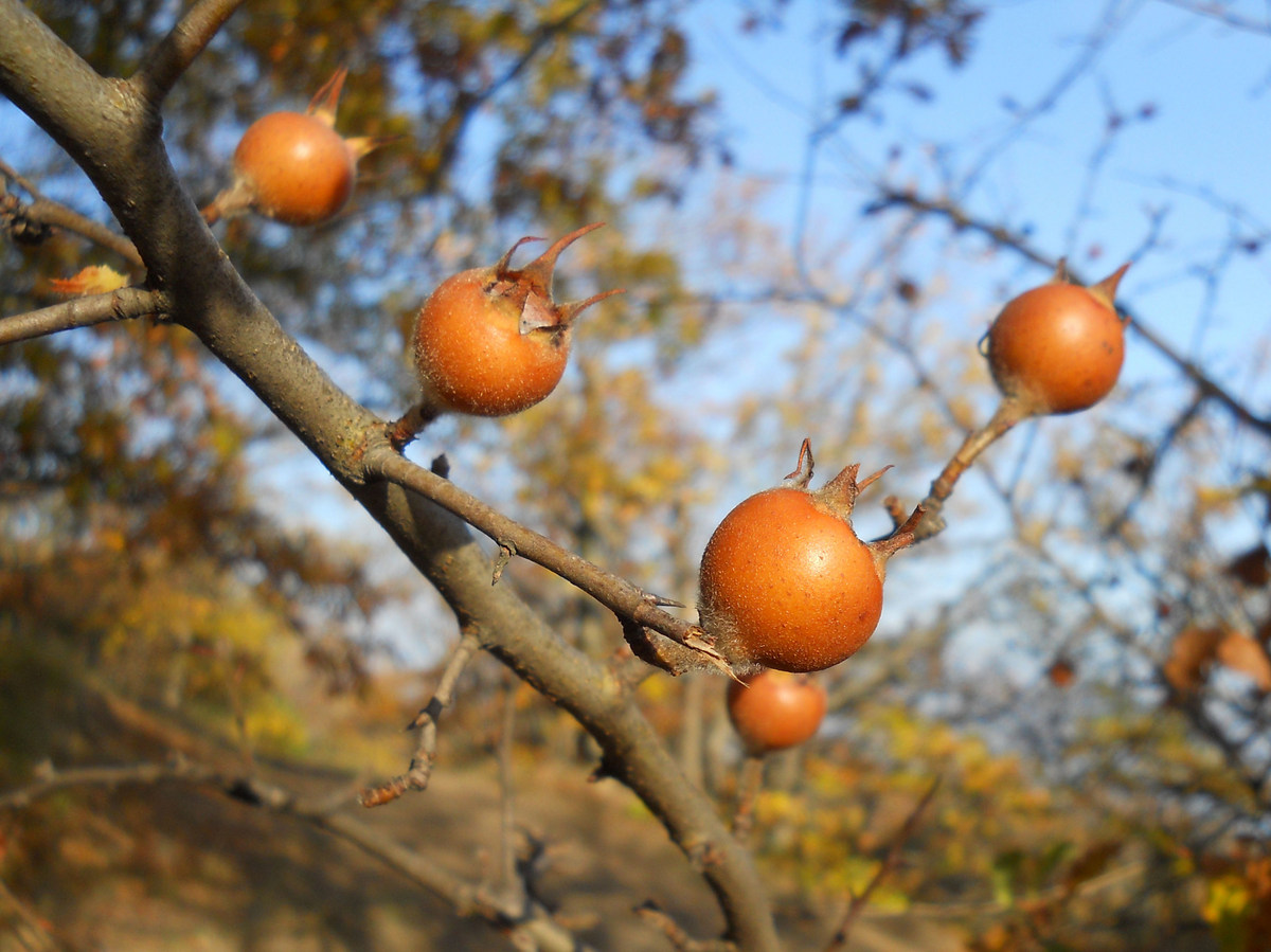 Изображение особи Mespilus germanica.