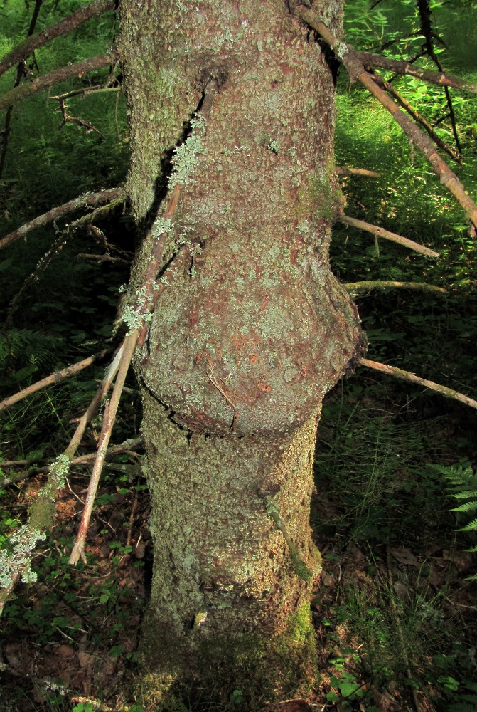 Image of Picea obovata specimen.