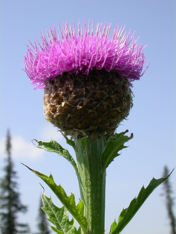 Image of Stemmacantha carthamoides specimen.