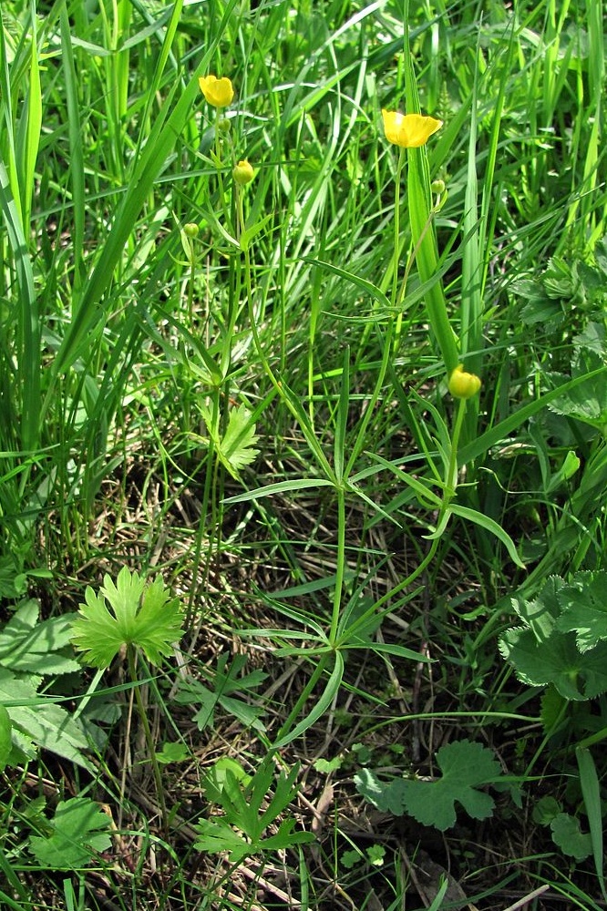 Изображение особи Ranunculus auricomus.