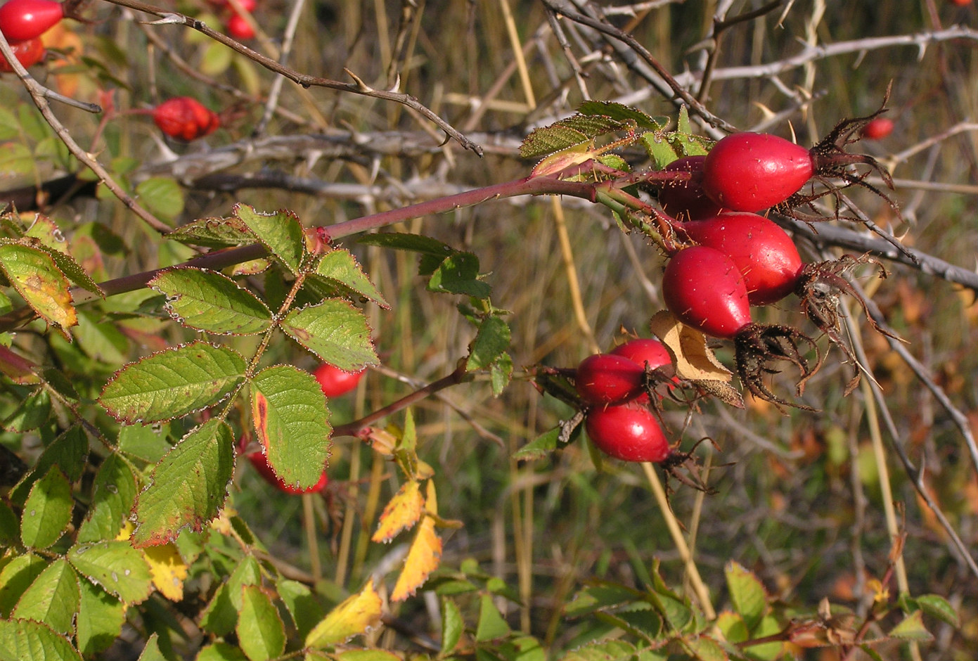 Image of Rosa rubiginosa specimen.