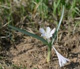 Colchicum ritchiei