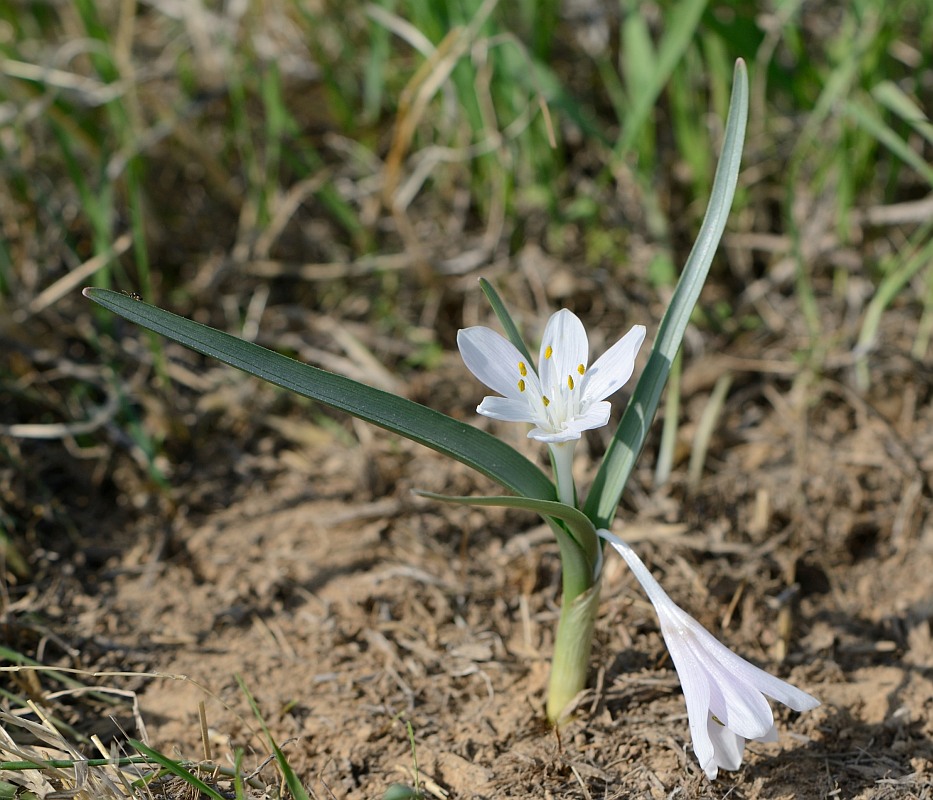 Image of Colchicum ritchiei specimen.