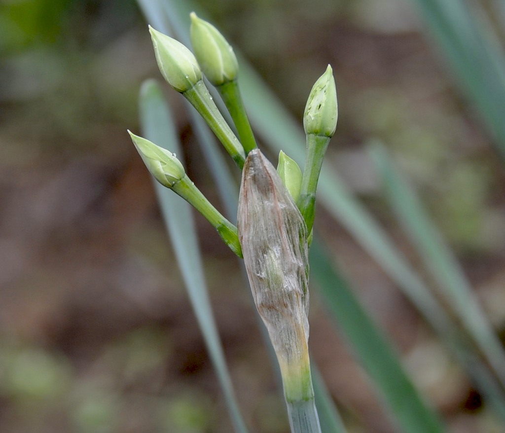 Image of Narcissus tazetta specimen.