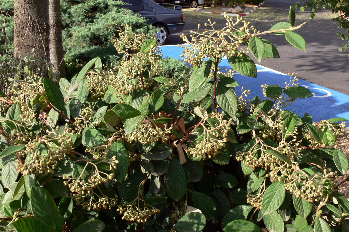 Image of genus Cotoneaster specimen.