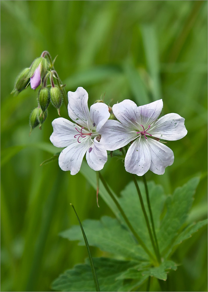 Изображение особи Geranium sylvaticum.