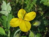 Chelidonium majus