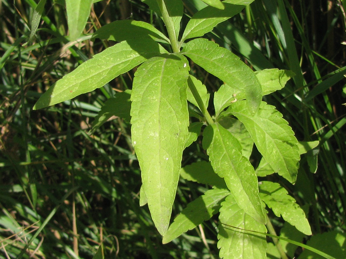 Image of Eupatorium cannabinum specimen.