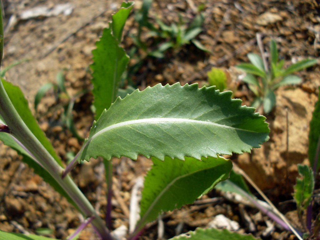 Image of Erucastrum armoracioides specimen.