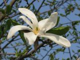 Magnolia kobus