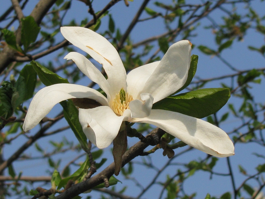 Image of Magnolia kobus specimen.