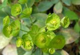 Euphorbia amygdaloides