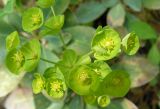 Euphorbia amygdaloides. Соцветие. Крым, окр. г. Ялта. 16.05.2009.