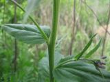 Hesperis pycnotricha. Часть стебля с листом и боковым побегом. Ростовская обл. г. Новочеркасск, в районе виноградников. 21.05.2011.