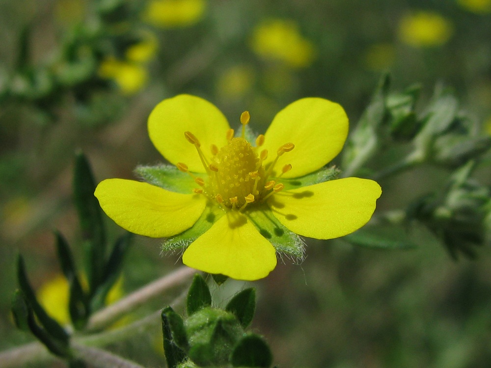 Изображение особи Potentilla argentea.