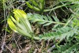 Astragalus xipholobus