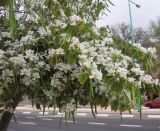 Bauhinia variegata. Ветви цветущего и плодоносящего дерева. Израиль, г. Беэр-Шева, городское озеленение. 17.04.2013.