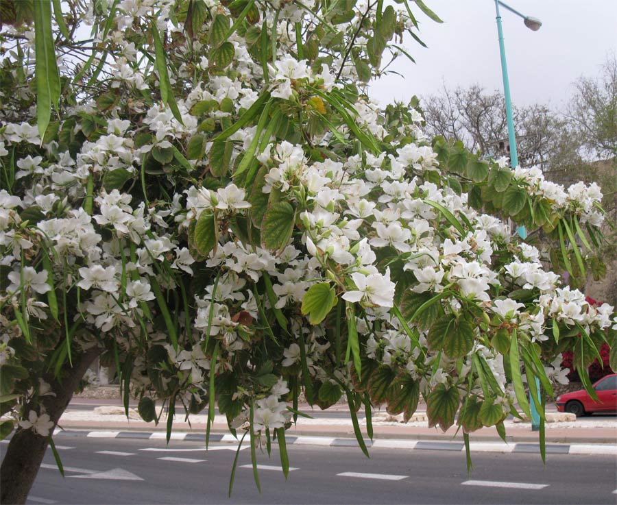 Изображение особи Bauhinia variegata.