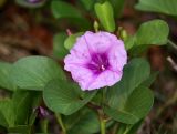 Ipomoea pes-caprae