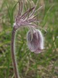 Pulsatilla pratensis