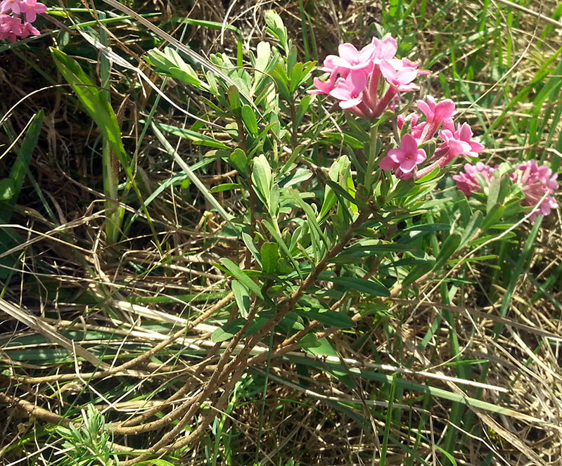 Image of Daphne cneorum specimen.