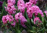 Hyacinthus orientalis