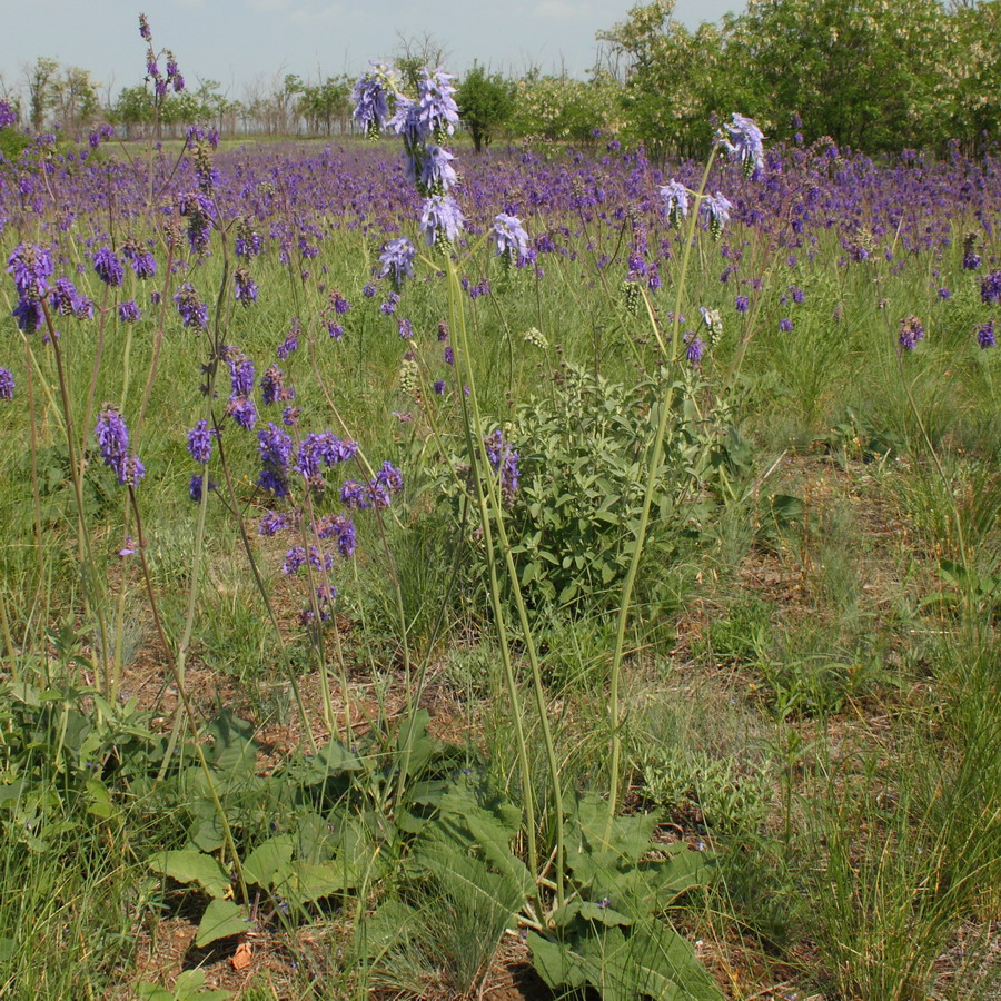 Image of Salvia nutans specimen.