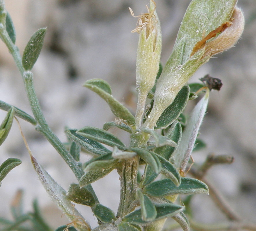 Image of Genista scythica specimen.