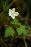 Anemone extremiorientalis. Цветок. Приморский край, окр. г. Находка, в дубняке. 03.06.2013.