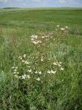 Clematis lathyrifolia