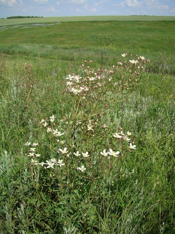 Image of Clematis lathyrifolia specimen.