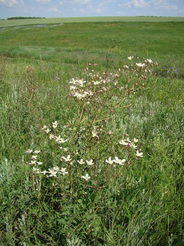 Изображение особи Clematis lathyrifolia.