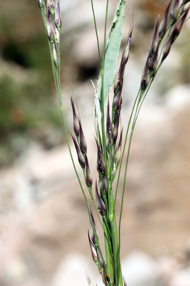 Image of Piptatherum laterale specimen.