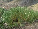 Peganum harmala