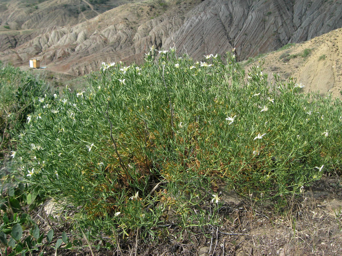Image of Peganum harmala specimen.