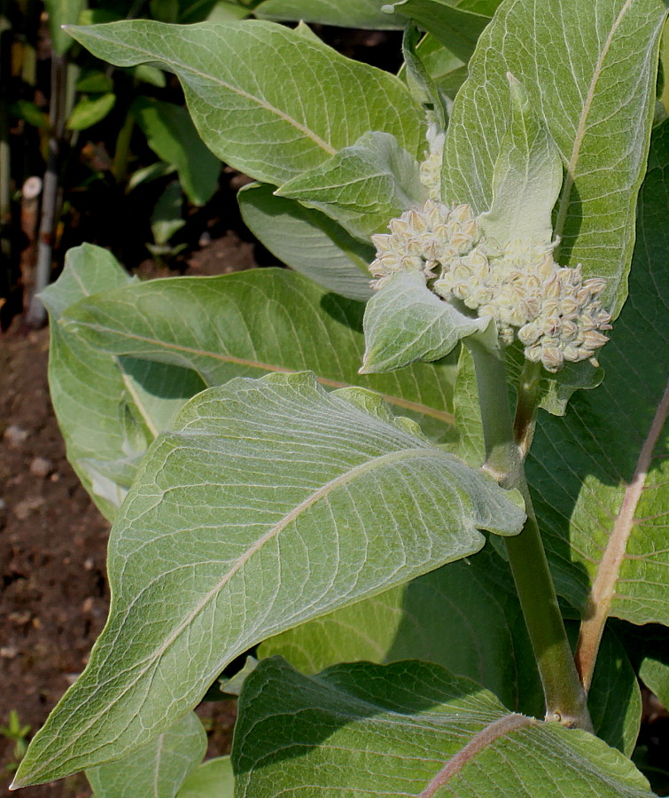 Image of Asclepias speciosa specimen.