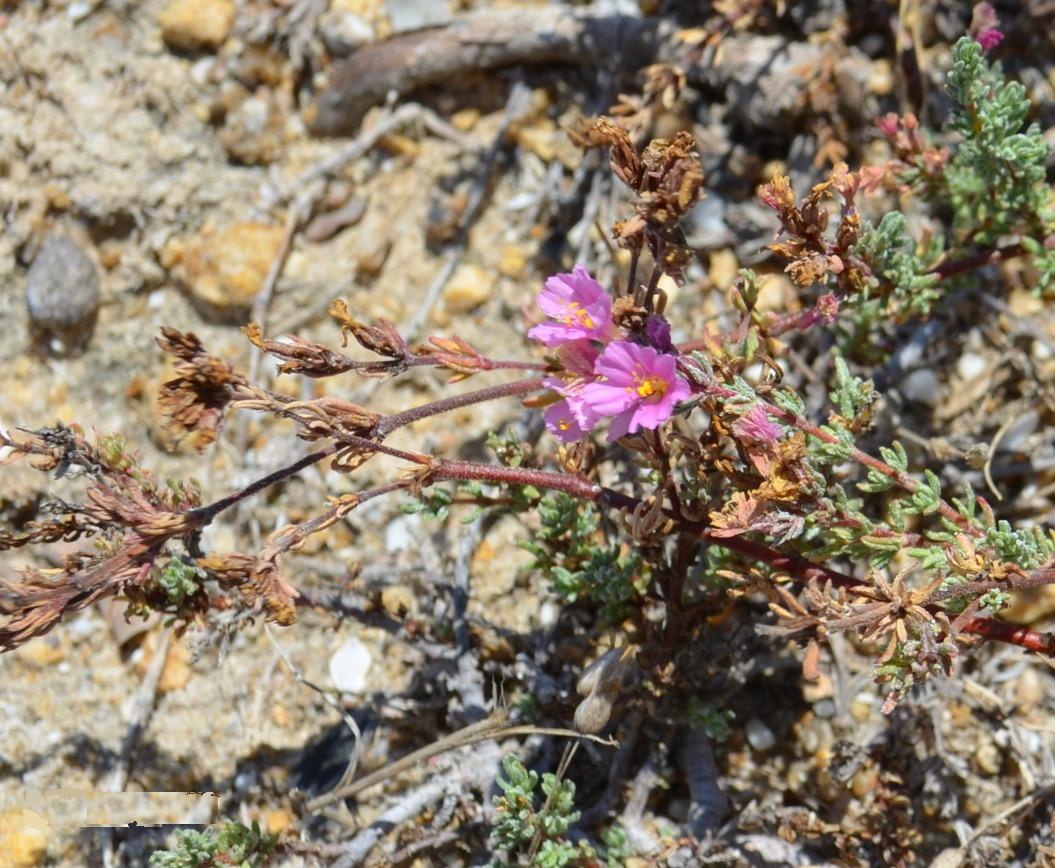 Image of Frankenia hirsuta specimen.