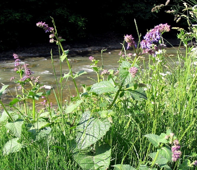 Изображение особи Salvia verticillata.