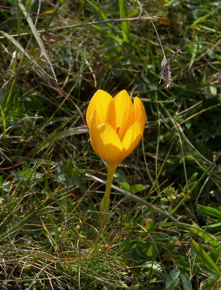 Image of Crocus scharojanii specimen.