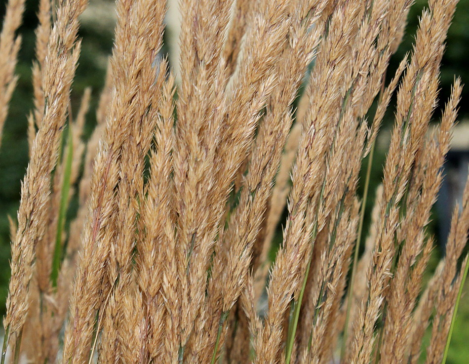 Изображение особи Calamagrostis &times; acutiflora.