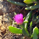 Carpobrotus glaucescens. Цветущее растение на песчаной дюне. Австралия, о. Фрейзер. 10.08.2013.