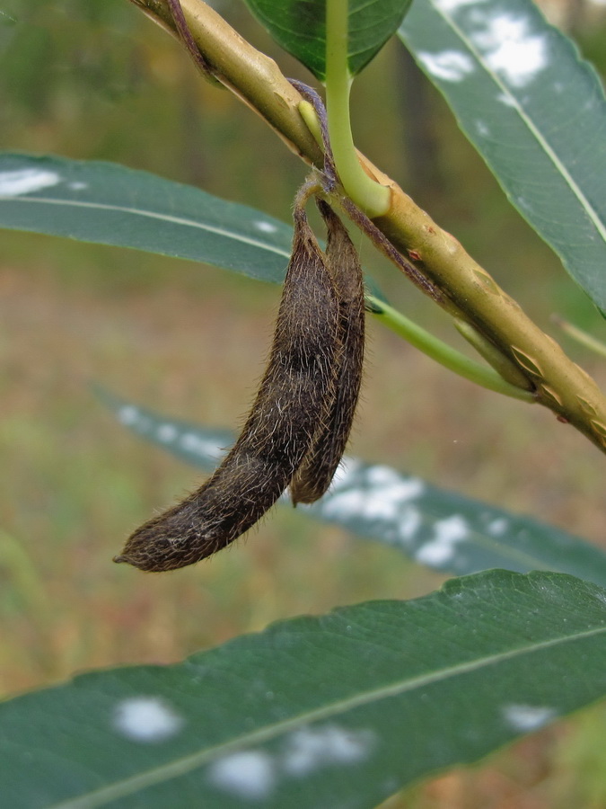 Изображение особи Glycine soja.