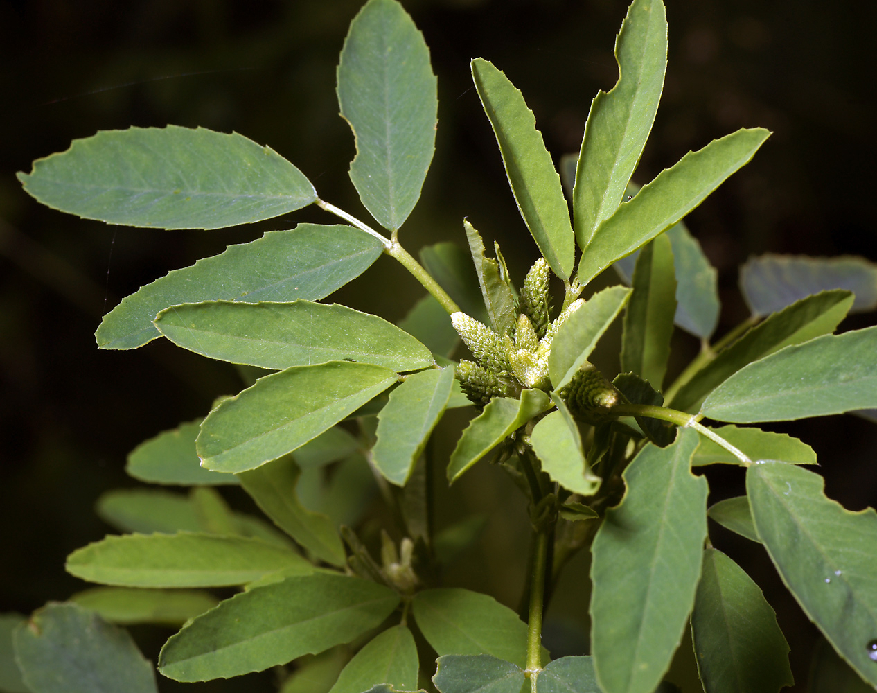 Изображение особи Melilotus albus.