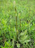 Pedicularis sceptrum-carolinum. Растение с соцветиями в стадии бутонизации. Республика Бурятия, Баунтовский эвенкийский р-н, окр. пос. Северный, сырой луг в долине р. Има. 01.07.2013.