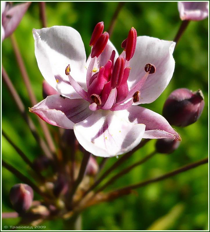 Изображение особи Butomus umbellatus.