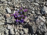 Oxytropis czukotica. Цветущее растение в щебнистой тундре. Чукотский автономный округ, Анадырский р-н, окр. пгт Угольные Копи. 14 июня 2013 г.