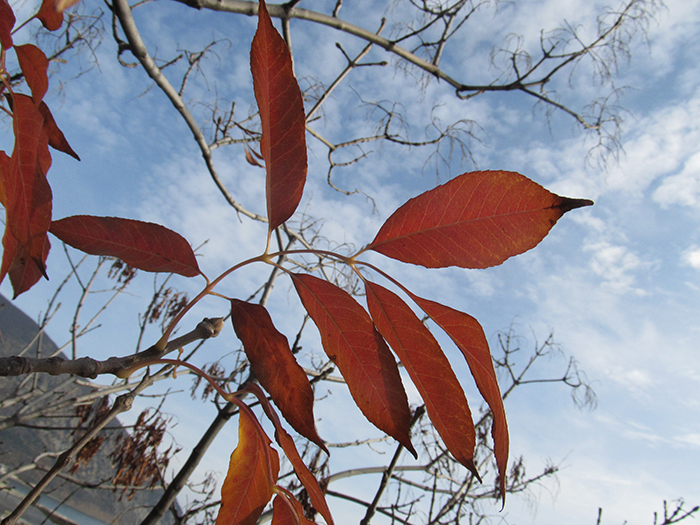 Изображение особи Fraxinus ornus.